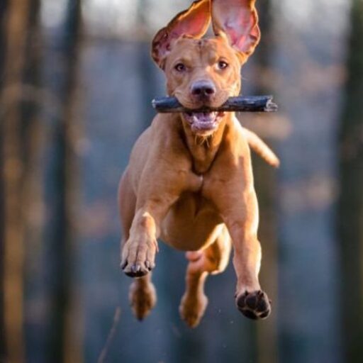 PetXpress